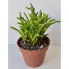 Crassula lycopodioides (větší)