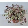 Crassula marginata 'variegata'
