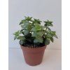 Crassula perforata