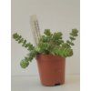 Crassula marnieriana 'Hottentot'