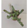 Crassula marnieriana 'Hottentot'