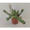 Crassula marnieriana 'Hottentot'