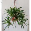 Neoregelia schultesiana - trs XL