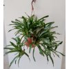 Neoregelia schultesiana - trs XXL
