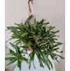 Neoregelia schultesiana - trs XL