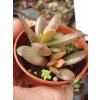Adromischus juttae