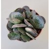 Adromischus trigynus