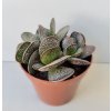 Adromischus trigynus