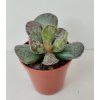 Adromischus cooperii
