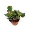 Adromischus cooperii