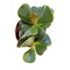 Adromischus cooperii