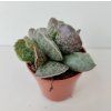 Adromischus cooperii