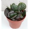 Adromischus maculata