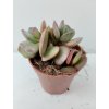 Adromischus maculata