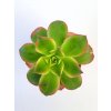 Aeonium haworthii 'Kiwi'