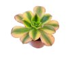 Aeonium haworthii 'Starburst'