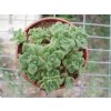 Aeonium sphatulatum