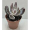 Pachyphytum 'Ganzhou'