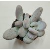 Pachyphytum oviferum