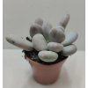 Pachyphytum oviferum