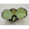 Kalanchoe synsepala
