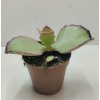 Kalanchoe synsepala