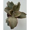 Kalanchoe beharensis