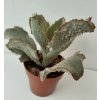 Kalanchoe beharensis