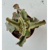 Kalanchoe beharensis 'Maltesian Cross'