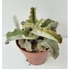 Kalanchoe beharensis 'Maltesian Cross'