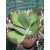 Kalanchoe thyrsiflora XL