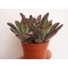 Kalanchoe tomentosa