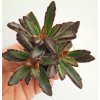 Kalanchoe tomentosa