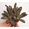 Kalanchoe tomentosa