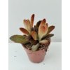 Kalanchoe tomentosa 'Chocolate Soldier'