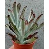 Kalanchoe tomentosa v. nigra