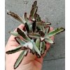Kalanchoe tomentosa v. nigra