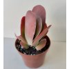 Kalanchoe thyrsiflora 'Red Lips'
