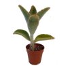 Kalanchoe villosa