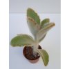 Kalanchoe villosa