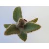 Kalanchoe villosa
