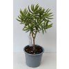 Crassula sarcocaulis (větší)