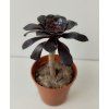 Aeonium arboreum 'atropurpureum'