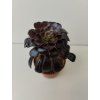 Aeonium arboreum 'atropurpureum'