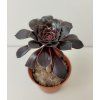 Aeonium arboreum 'atropurpureum'