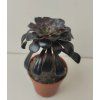 Aeonium arboreum 'atropurpureum'