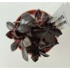 Aeonium arboreum 'Schwarzkopf'