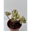 Aeonium arboreum 'Variegata'