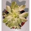 Aeonium arboreum 'Variegata'