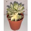 Aeonium arboreum 'Variegata'